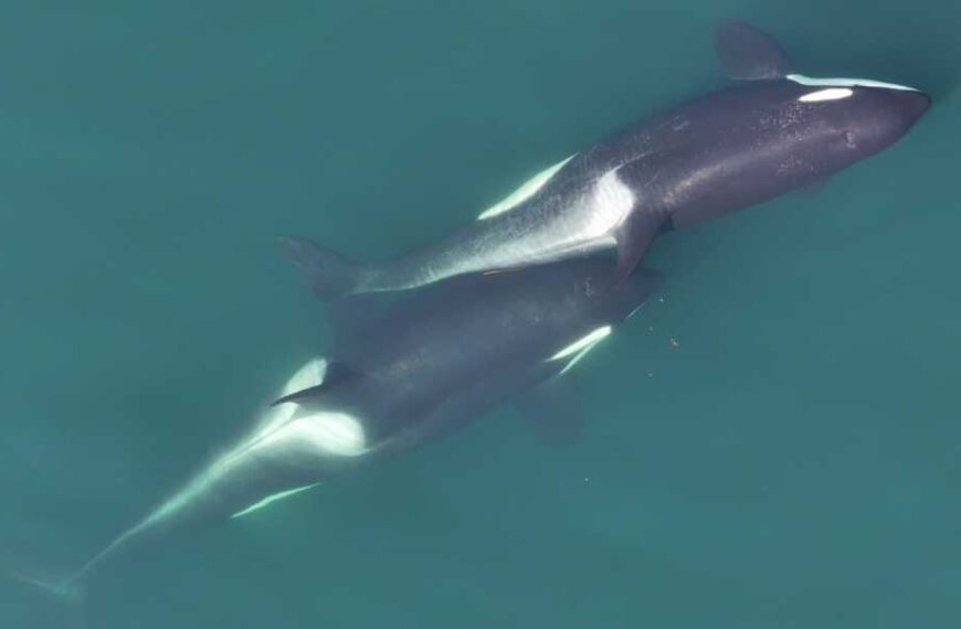 Watch as a pod of killer whales pretend to drown one of their own during a terrifying training session