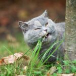 Why do cats and dogs eat grass?