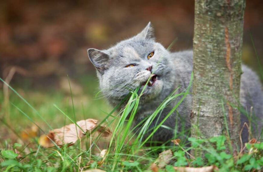 Why do cats and dogs eat grass?