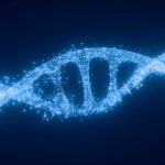 'Hibernation genes' help control metabolism and nutrition – and may have untapped benefits for humans.