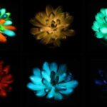 Chinese scientists have created multi-colored succulents that glow in the dark and…