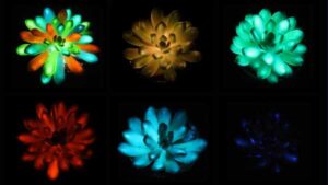 Chinese scientists have created multi-colored succulents that glow in the dark and…