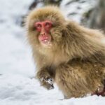 Earth's first primates evolved in the cold, not the tropics.