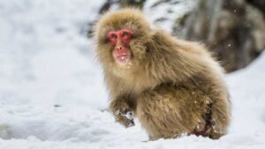 Earth's first primates evolved in the cold, not the tropics.