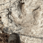 115-million-year-old dinosaur footprints discovered in Texas after devastating floods