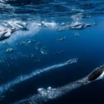 Rocket-shaped jellyfish, majestic Komodo dragons and a harrowing whale rescue – meet…