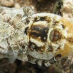 Spiders keep fireflies as glowing captives, which attract more prey into their…