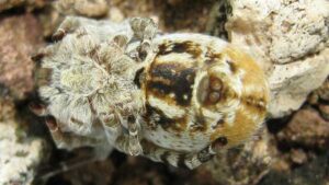 Spiders keep fireflies as glowing captives, which attract more prey into their…