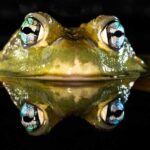 How do frogs breathe and drink through their skin?