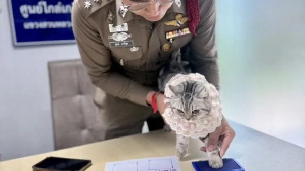 A police officer takes a paw print from Noob Tang
