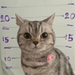 The cat's paw prints were taken and photographs were taken after it scratched police officers.