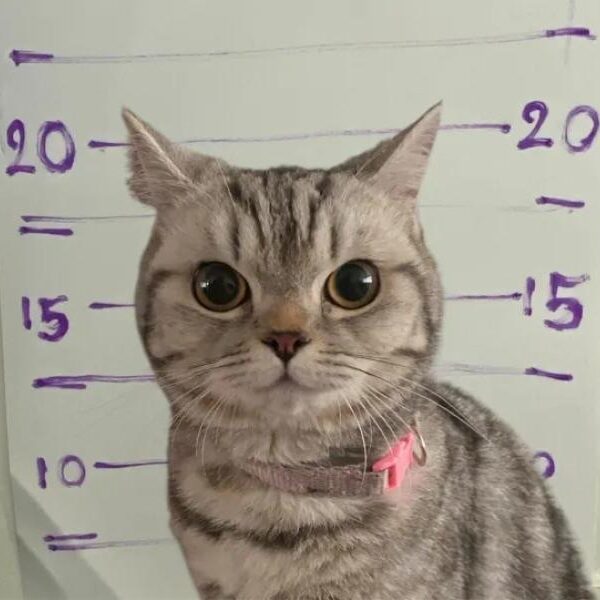 The cat's paw prints were taken and photographs were taken after it scratched police officers.