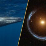 Science News This Week: Black Holes Galore and Blue Whales That Still Sing