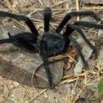'It looks like size really does matter': Males of four previously unseen tarantula species have record-breakingly long genitalia.