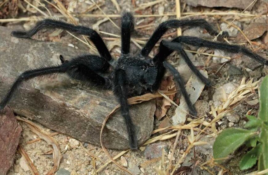 'It looks like size really does matter': Males of four previously unseen tarantula species have record-breakingly long genitalia.