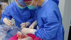 In world's first experiment, brain-dead man receives pig lung transplant for 9…