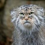 Pallas's cat: one of the oldest representatives of the cat family, which…