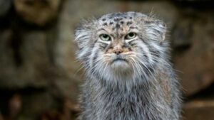 Pallas's cat: one of the oldest representatives of the cat family, which…