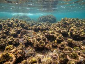 Nature never ceases to amaze: “Living Stone” – what an amazing creature…