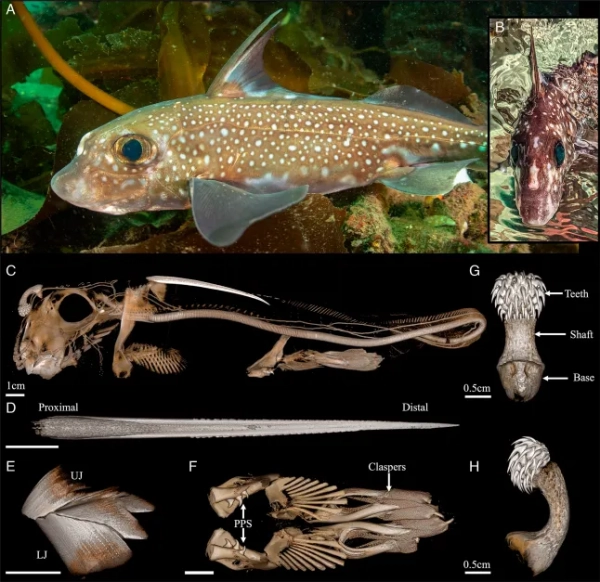 Meet the ghostly ratfish that uses the teeth on its forehead for sex.