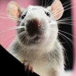 Rats and mice: the difference you should know about