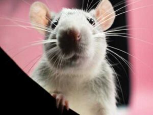 Rats and mice: the difference you should know about