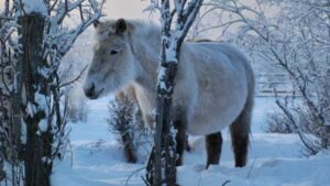 How the Secret of the Origin of the Little Hairy Yakut Horses…
