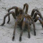 Tarantula spider – about the life of a “monster” in nature