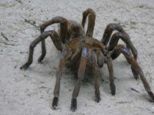 Tarantula spider – about the life of a “monster” in nature