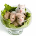 Do hamsters need to communicate with their own kind?