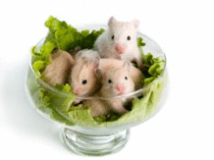 Do hamsters need to communicate with their own kind?