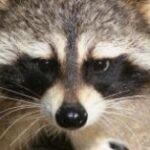 Why don't we get a raccoon dog instead of a canary?