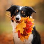 Do pets need preventative treatment in autumn?