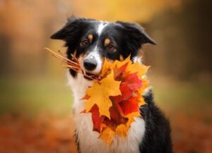 Do pets need preventative treatment in autumn?