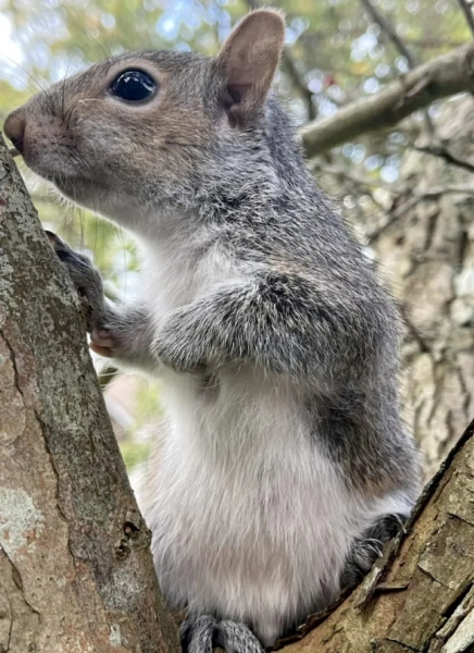 A squirrel sits on the bend of a tree branch.