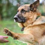 Do dogs have episodic memory?