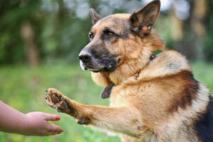 Do dogs have episodic memory?