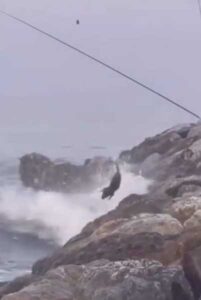 Beach fisherman's horrific catch leaves people in shock