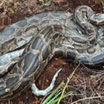 A cold snap in Florida caused a Burmese python to vomit up…
