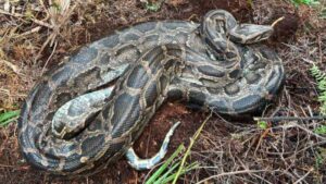 A cold snap in Florida caused a Burmese python to vomit up…