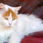 Turkish Van. How did this cat breed come about?
