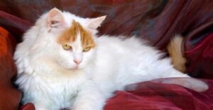 Turkish Van. How did this cat breed come about?
