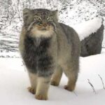 A grumpy Pallas's cat has been captured in a stunning camera trap…