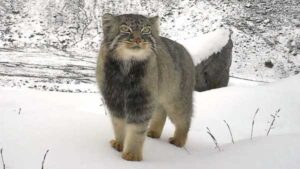 A grumpy Pallas's cat has been captured in a stunning camera trap…