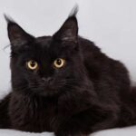 Top 5 breeds of black cats that bring good luck to their…