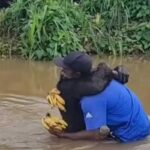 Hugs that are stronger than words: a chimpanzee's touching reunion with its…