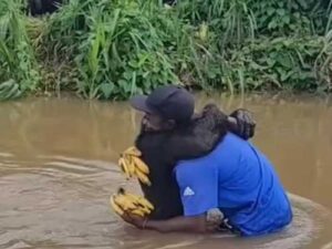 Hugs that are stronger than words: a chimpanzee's touching reunion with its…