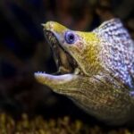 Is moray eel strange? That's putting it mildly!