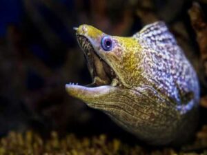 Is moray eel strange? That's putting it mildly!