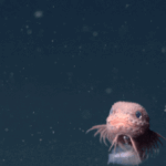 A never-before-seen adorable pink knobby snailfish with a funny little beard has…